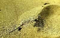 Песчаная круглоголовка