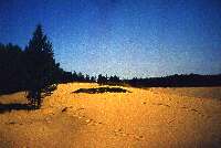 Песчаные дюны в Якшинском лесничестве